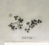 Click for 1 image(s) for this accession. FRUIT